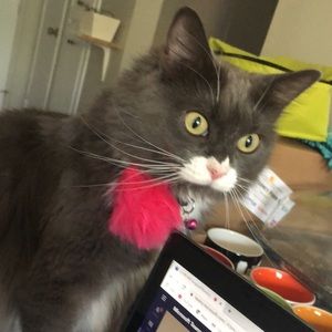 Meet your Posher, Tata